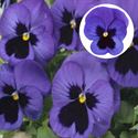 Afbeelding van Viola P9 Grootbloemig Blue blotch